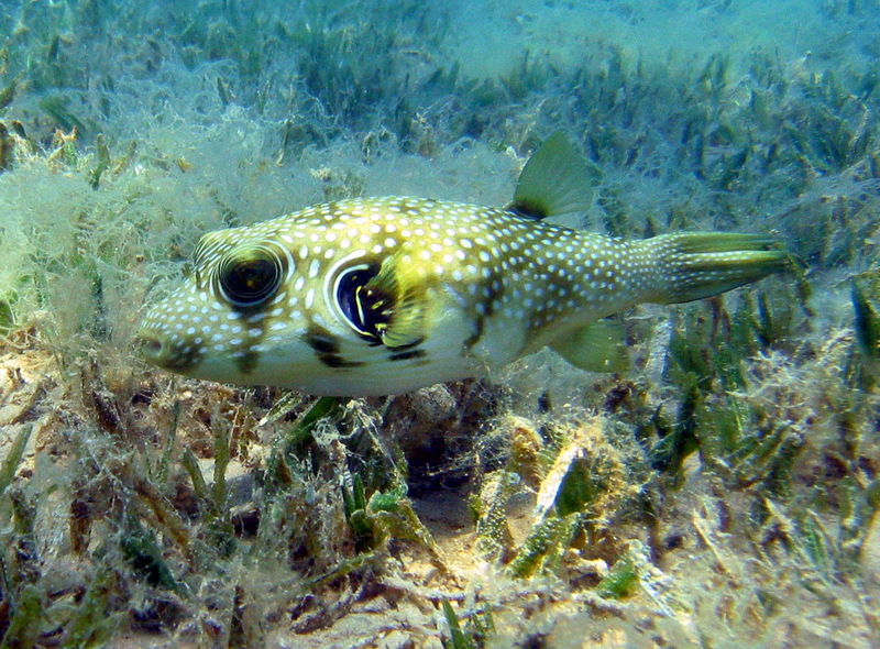 White-spotted Puffer (Arothron hispidus); DISPLAY FULL IMAGE.