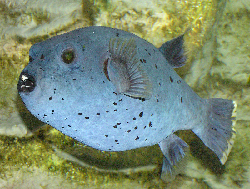 Black-spotted Puffer (Arothron nigropunctatus); DISPLAY FULL IMAGE.