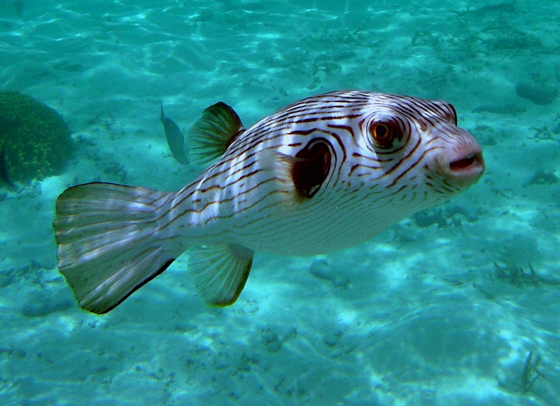 Narrow-lined Puffer (Arothron manilensis) - Wiki; DISPLAY FULL IMAGE.