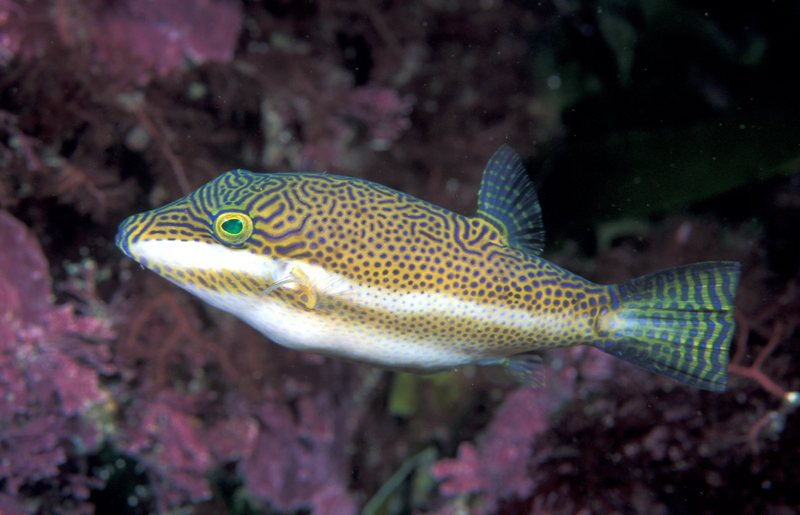 Clown Toado (Canthigaster callisterna) - Wiki; DISPLAY FULL IMAGE.