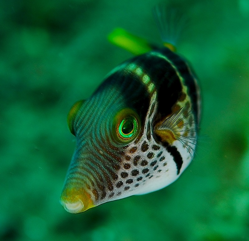 Valentinni's Sharpnose Puffer (Canthigaster valentini); DISPLAY FULL IMAGE.