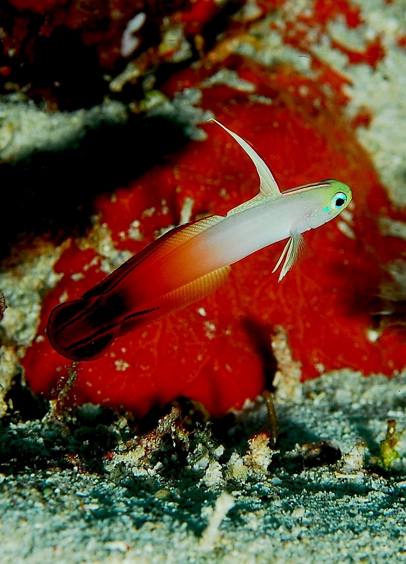 Fire Dartfish (Nemateleotris magnifica) - Wiki; DISPLAY FULL IMAGE.