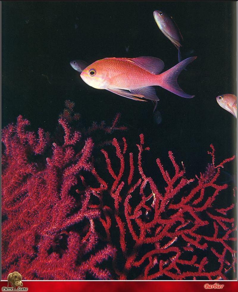 Swallowtail Seaperch (Anthias anthias); DISPLAY FULL IMAGE.