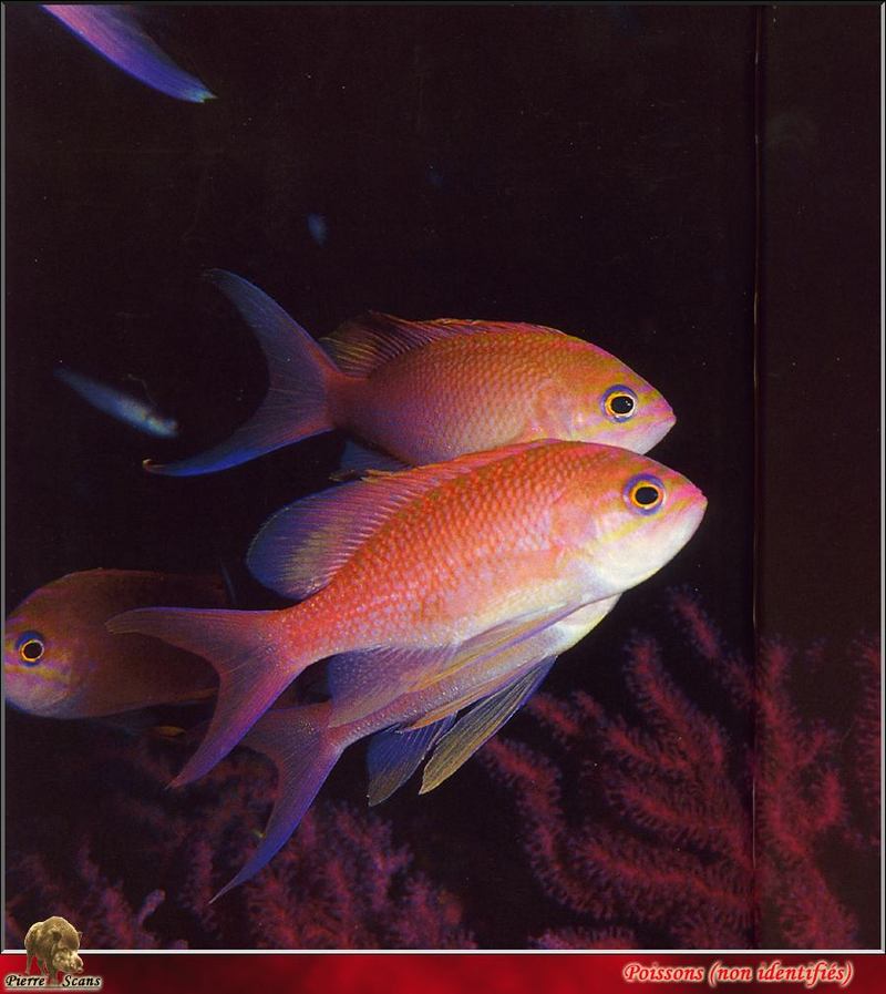 Swallowtail Seaperch (Anthias anthias); DISPLAY FULL IMAGE.