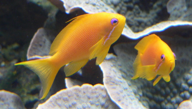 Sea goldie (Pseudanthias squamipinnis) - Wiki; DISPLAY FULL IMAGE.