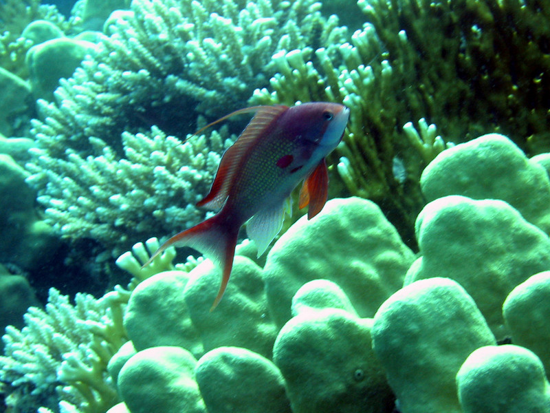 Sea goldie (Pseudanthias squamipinnis) male; DISPLAY FULL IMAGE.