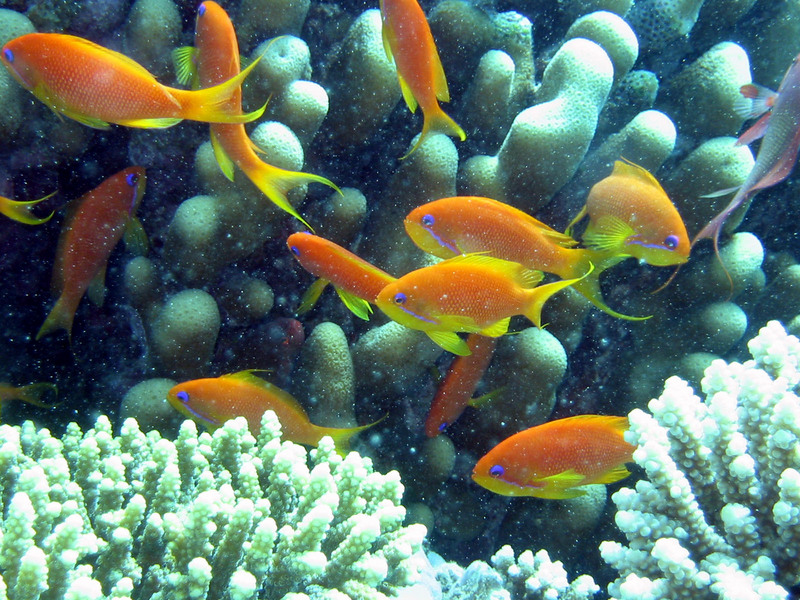 Sea goldie (Pseudanthias squamipinnis) females; DISPLAY FULL IMAGE.