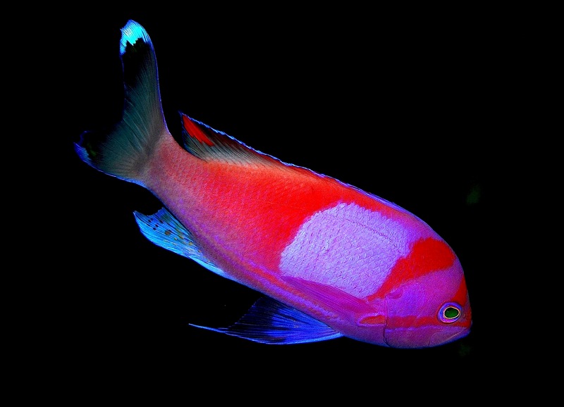 Squareback Anthias (Pseudanthias pleurotaenia); DISPLAY FULL IMAGE.