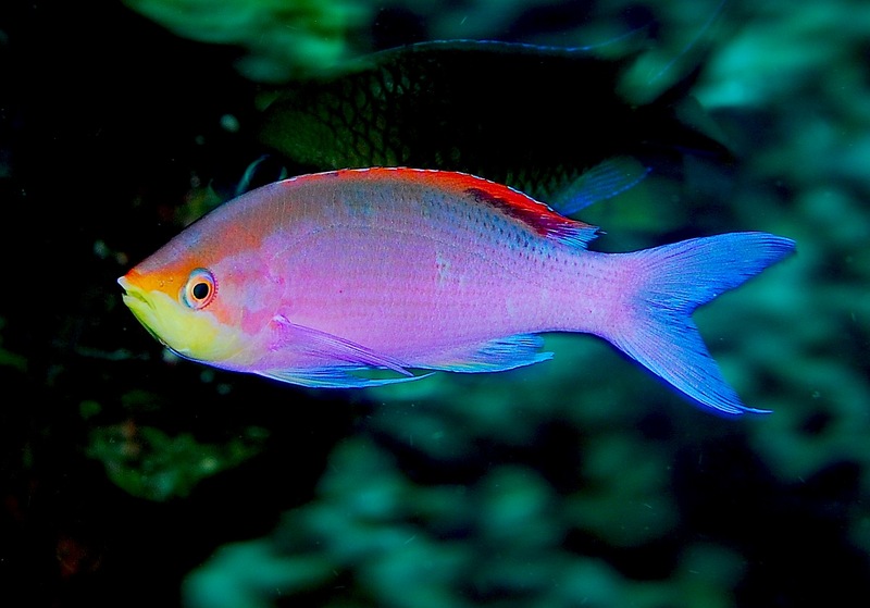 Purple Anthias (Pseudanthias tuka); DISPLAY FULL IMAGE.
