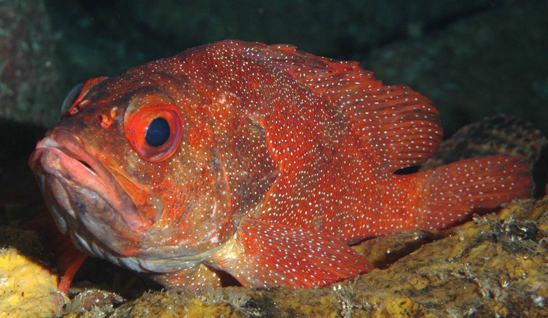 Toadstool Groper (Trachypoma macracanthus) - Wiki; DISPLAY FULL IMAGE.