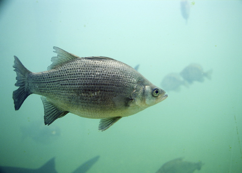 White bass (Morone chrysops) - Wiki; DISPLAY FULL IMAGE.