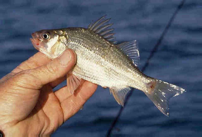 White Perch (Morone americana) - Wiki; DISPLAY FULL IMAGE.