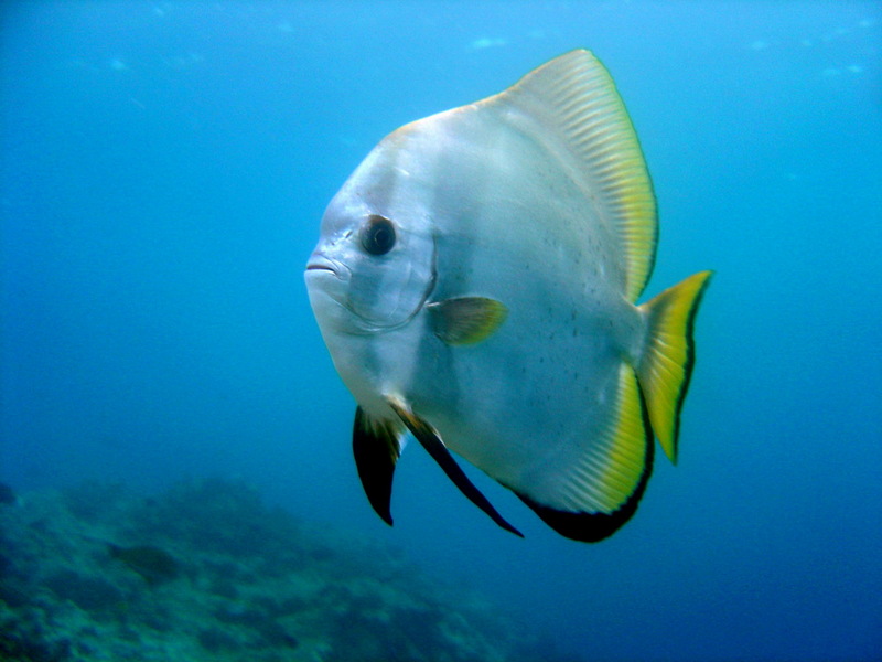 Orbicular Batfish (Platax orbicularis); DISPLAY FULL IMAGE.