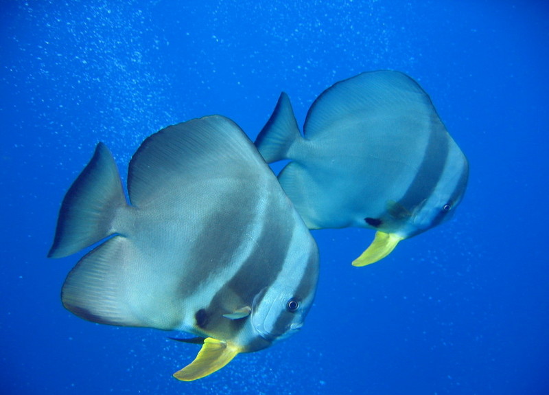 Batfish (Family: Ephippidae) - Wiki; DISPLAY FULL IMAGE.