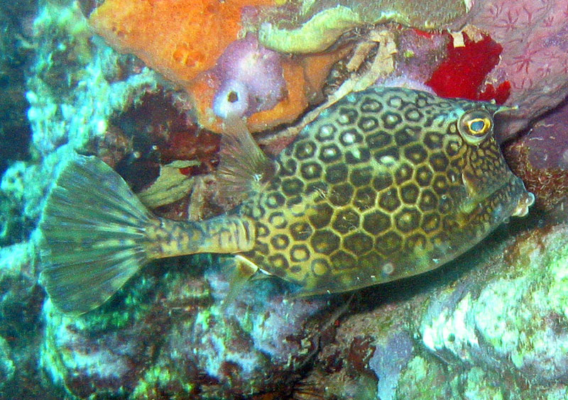 Honeycomb Cowfish (Acanthostracion polygonius) - Wiki; DISPLAY FULL IMAGE.