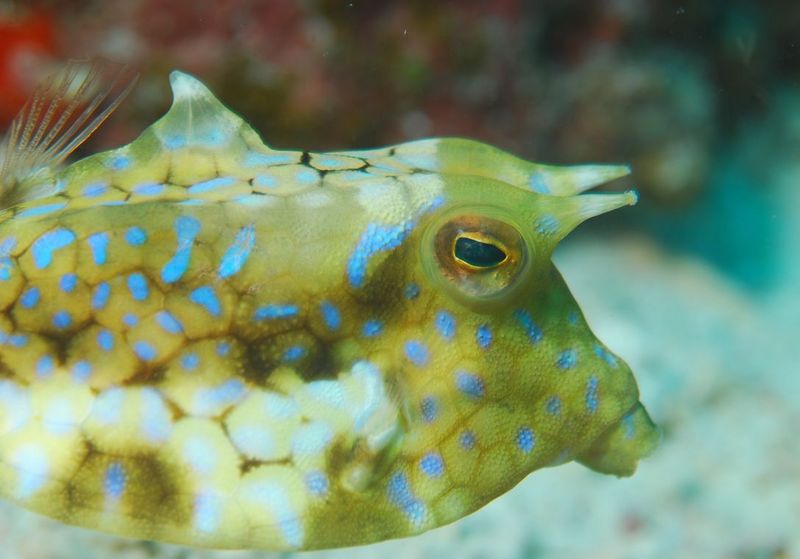 Thornback cowfish, Lactoria fornasini; DISPLAY FULL IMAGE.