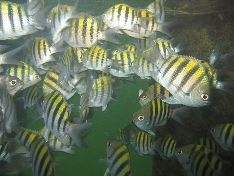 Sergeant Major (Abudefduf saxatilis) - school; DISPLAY FULL IMAGE.