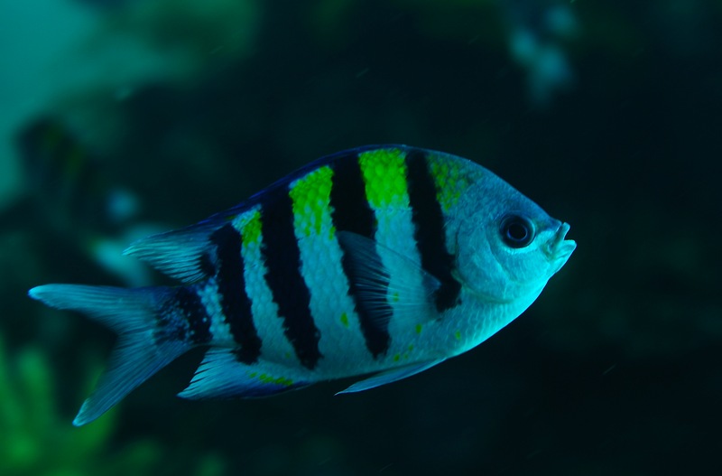 Scissortail Sergeant (Abudefduf sexfasciatus) - male; DISPLAY FULL IMAGE.