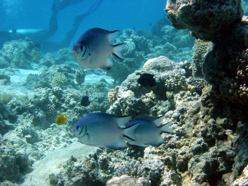 Pale Damselfish (Amblyglyphidodon indicus) at Red Sea; DISPLAY FULL IMAGE.