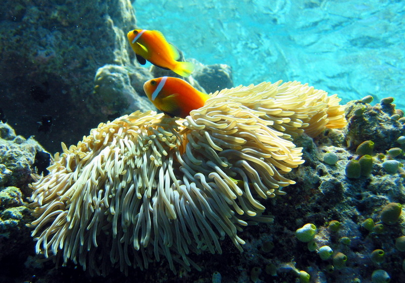 Clownfish (Subfamily: Amphiprioninae) - Wiki; DISPLAY FULL IMAGE.
