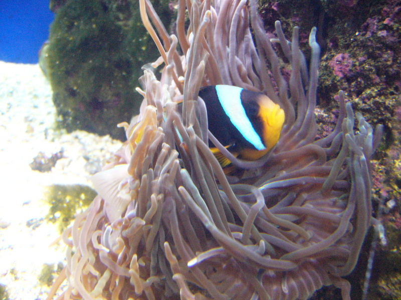 Allard's Clownfish (Amphiprion allardi) - Wiki; DISPLAY FULL IMAGE.