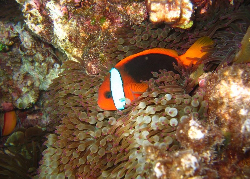 Cinnamon Clownfish (Amphiprion melanopus) - Wiki; DISPLAY FULL IMAGE.