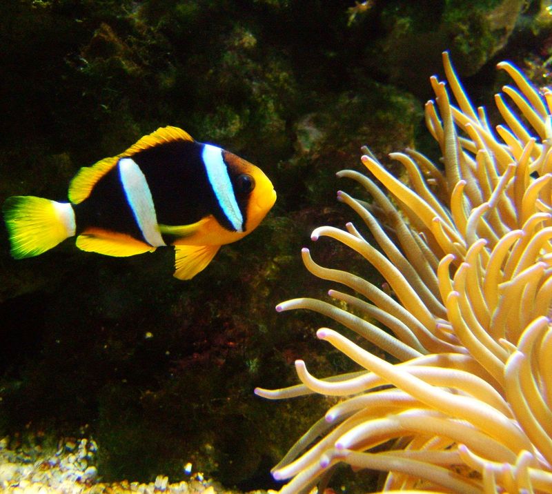 Clark's anemonefish (Amphiprion clarkii) - Wiki; DISPLAY FULL IMAGE.