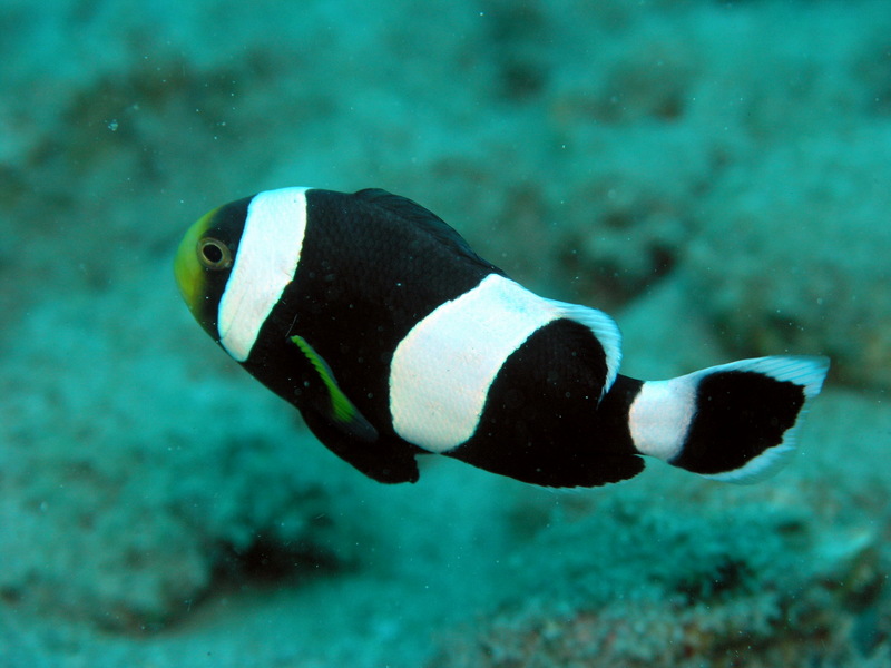 Saddleback Clownfish (Amphiprion polymnus) - Wiki; DISPLAY FULL IMAGE.
