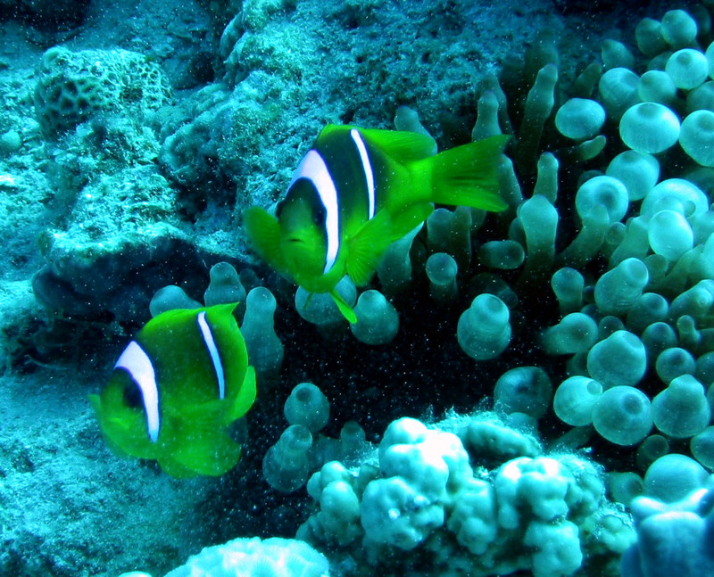 Red Sea Clownfish (Amphiprion bicinctus) - Wiki; DISPLAY FULL IMAGE.