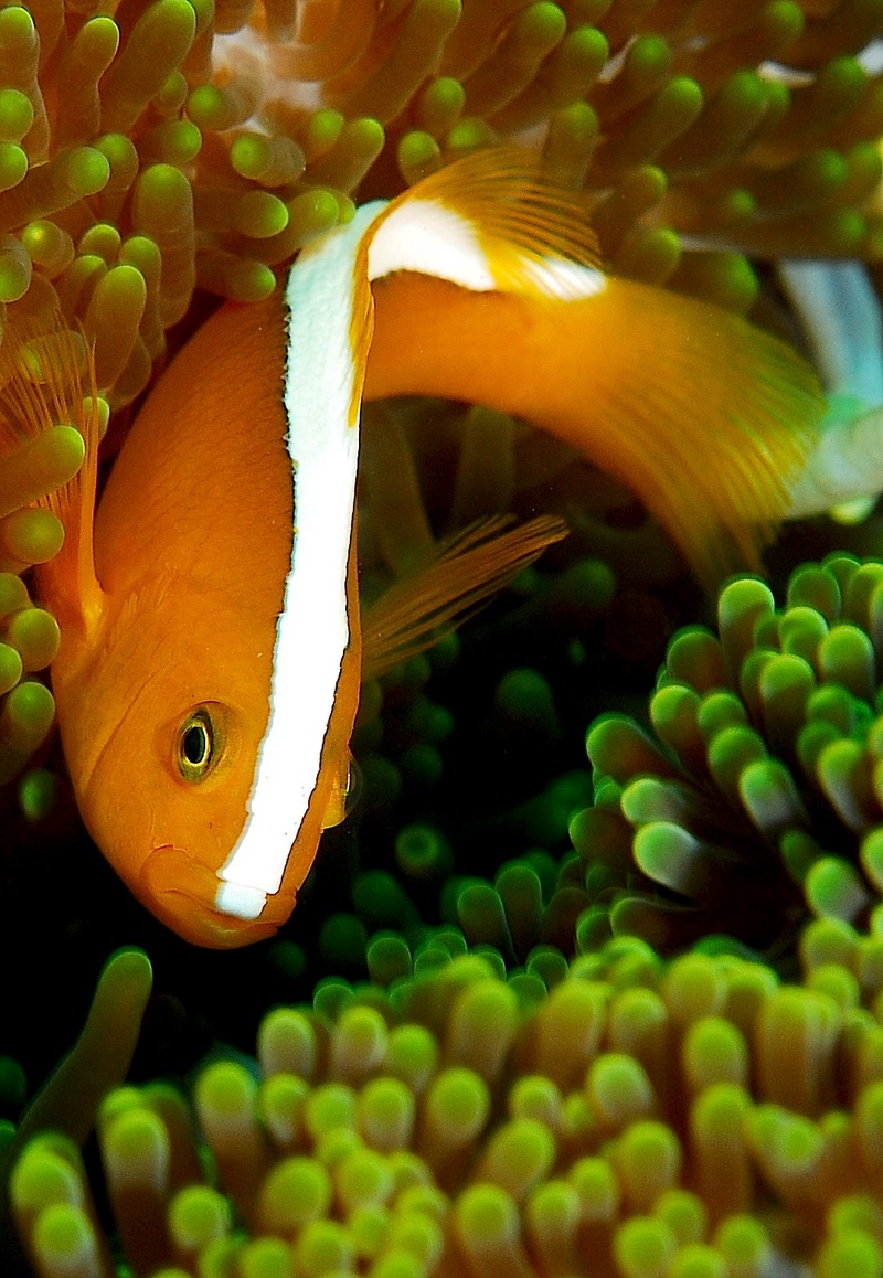 Orange Skunk Clownfish (Amphiprion sandaracinos) - Wiki; DISPLAY FULL IMAGE.