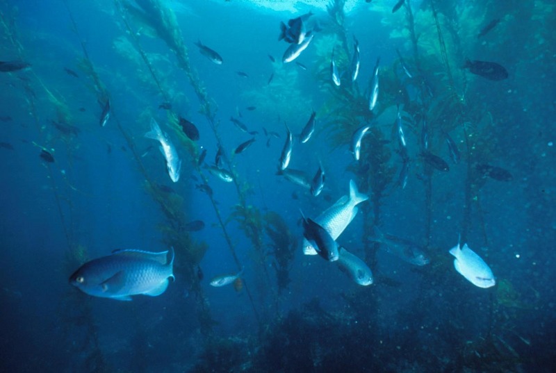 Blacksmith (Chromis punctipinnis) - Wiki; DISPLAY FULL IMAGE.