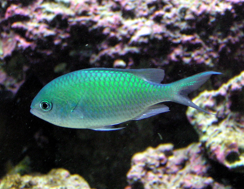 Green Chromis (Chromis viridis) - Wiki; DISPLAY FULL IMAGE.