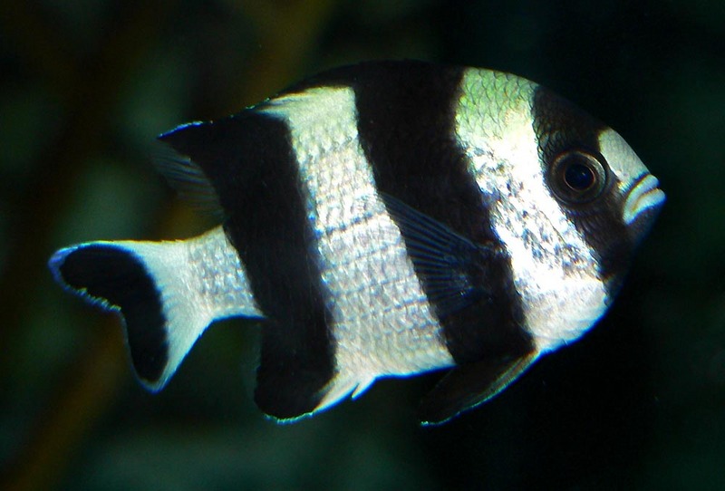 Black-tailed Dascyllus (Dascyllus melnurus); DISPLAY FULL IMAGE.