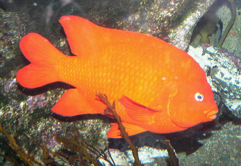 Garibaldi Damselfish (Hypsypops rubicundus) - Wiki; DISPLAY FULL IMAGE.