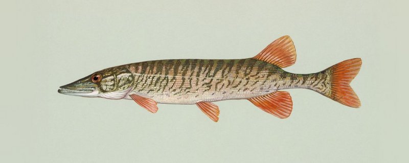 American Pickerel (Esox americanus) - Wiki; DISPLAY FULL IMAGE.