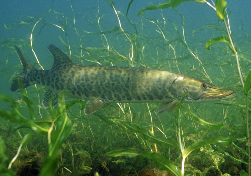 Muskellunge (Esox masquinongy) - Wiki; DISPLAY FULL IMAGE.