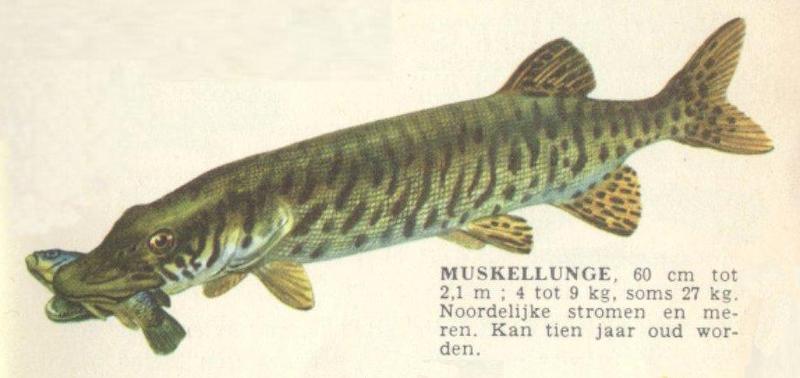 Muskellunge (Esox masquinongy); DISPLAY FULL IMAGE.