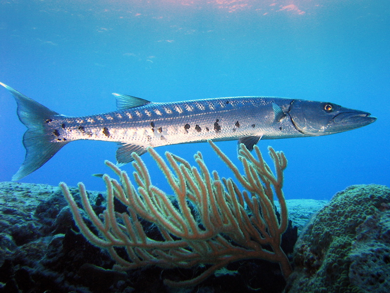 Barracuda (Family: Sphyraenidae) - Wiki; DISPLAY FULL IMAGE.