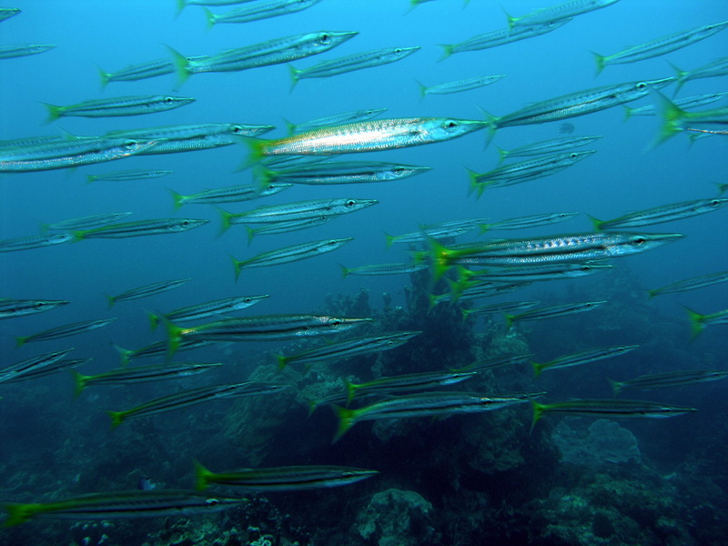 Yellowtail Barracuda (Sphyraena flavicauda) - Wiki; DISPLAY FULL IMAGE.