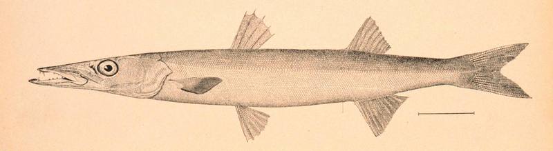 Northern sennet (northern barracuda), Sphyraena borealis; DISPLAY FULL IMAGE.