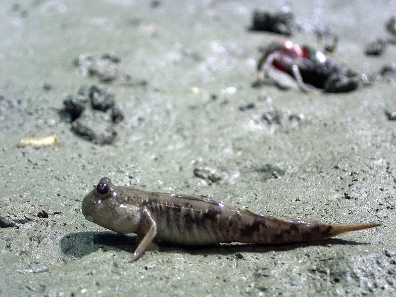 Mudskipper (Family: Gobiidae, Subfamily: Oxudercinae) - Wiki; DISPLAY FULL IMAGE.