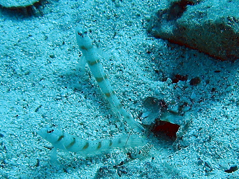 Symbiosis: Goby and Shrimp; DISPLAY FULL IMAGE.