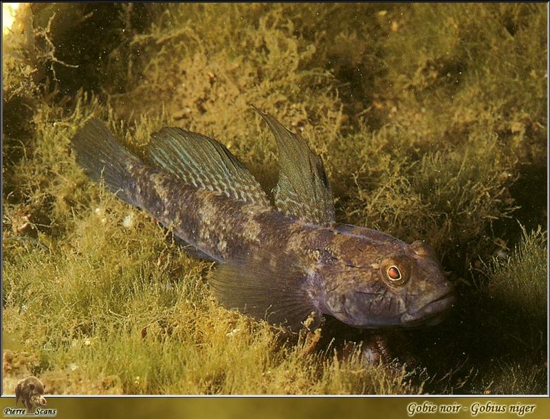 Black Goby (Gobius niger); DISPLAY FULL IMAGE.