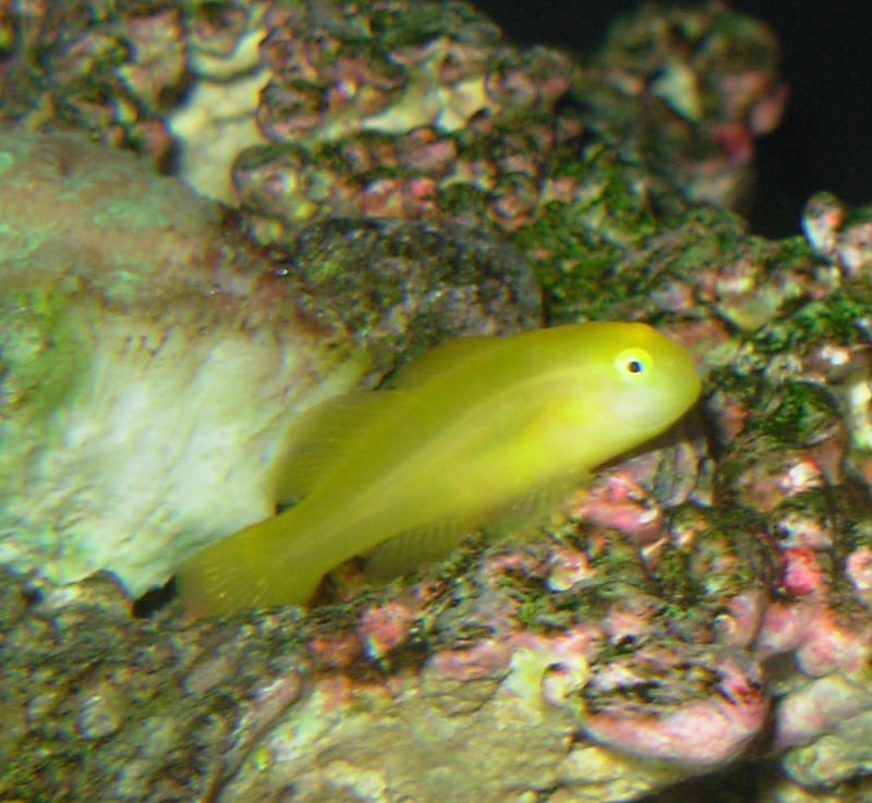 Yellow Clown Goby (Gobiodon okinawae) - Wiki; DISPLAY FULL IMAGE.