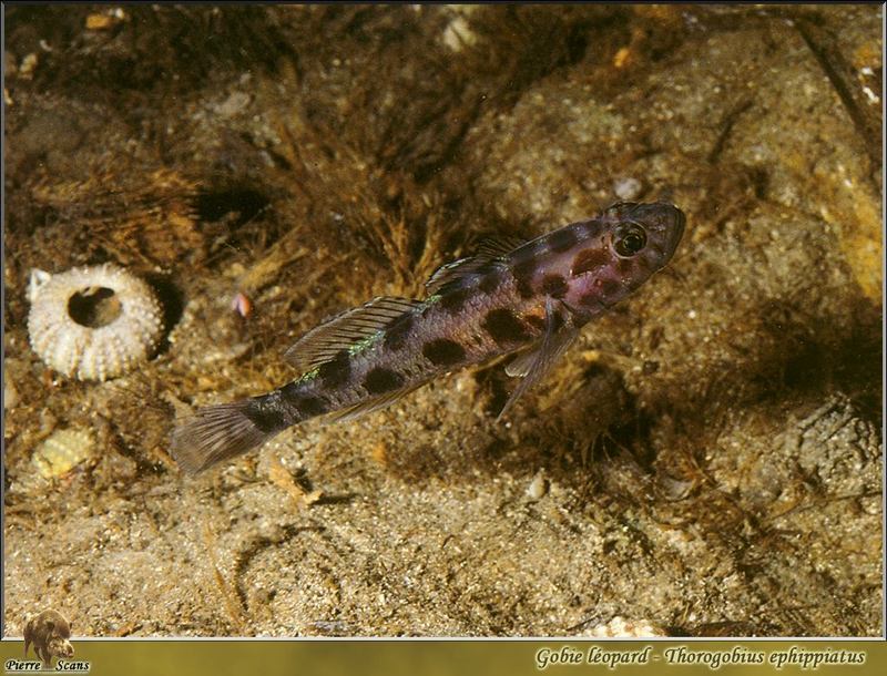 Leopard-spotted Goby (Thorogobius ephippiatus); DISPLAY FULL IMAGE.