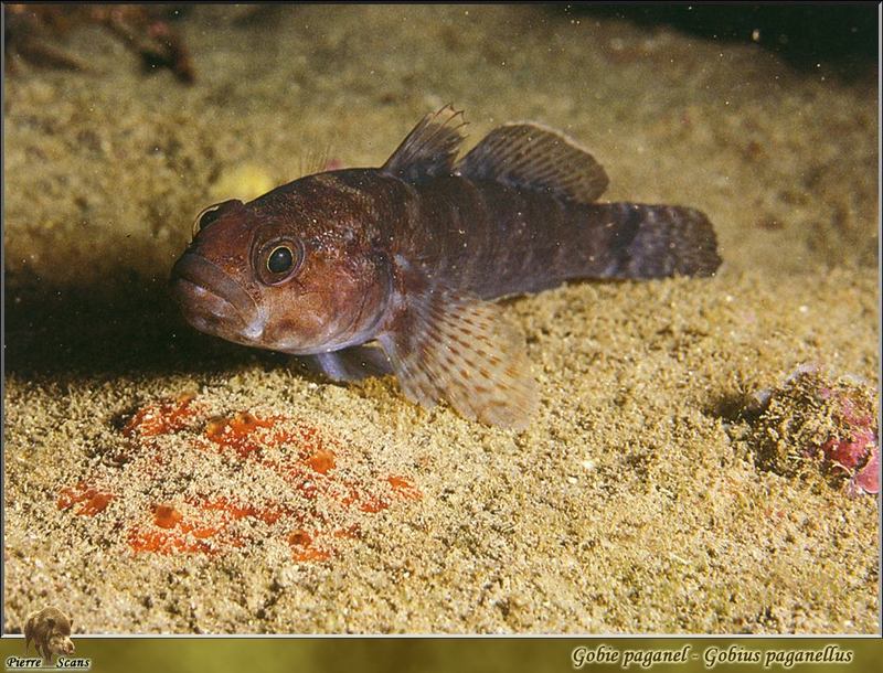 Rock Goby (Gobius paganellus); DISPLAY FULL IMAGE.