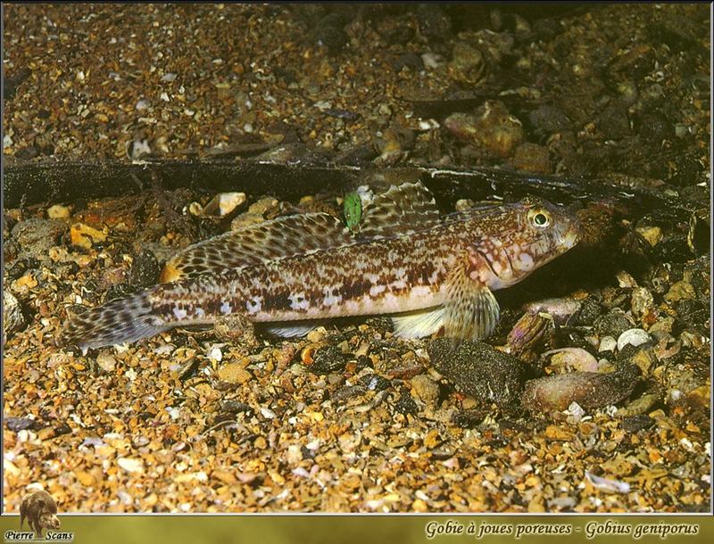 Slender Goby (Gobius geniporus); DISPLAY FULL IMAGE.