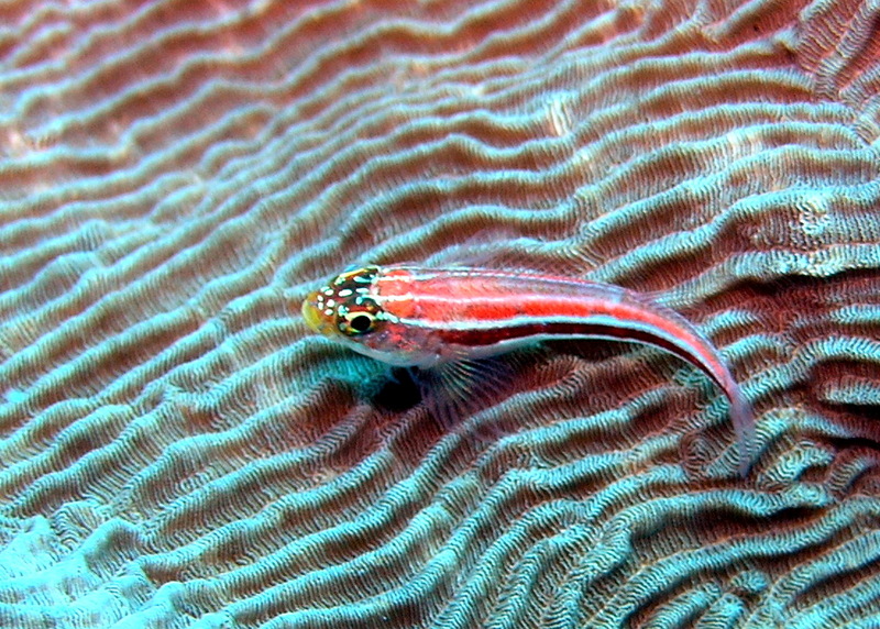 Tropical Striped Triplefin (Helcogramma striatum) - Wiki; DISPLAY FULL IMAGE.