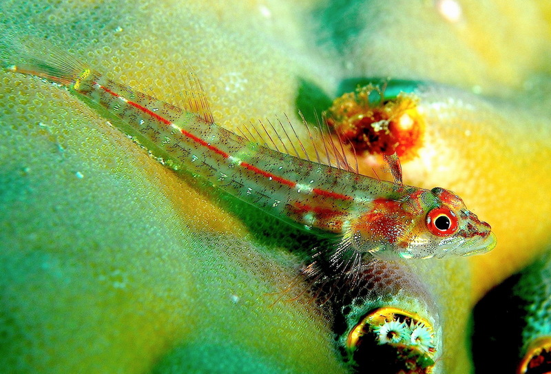 Red-finned Triplefin (Helcogramma gymnauchen) - Wiki; DISPLAY FULL IMAGE.