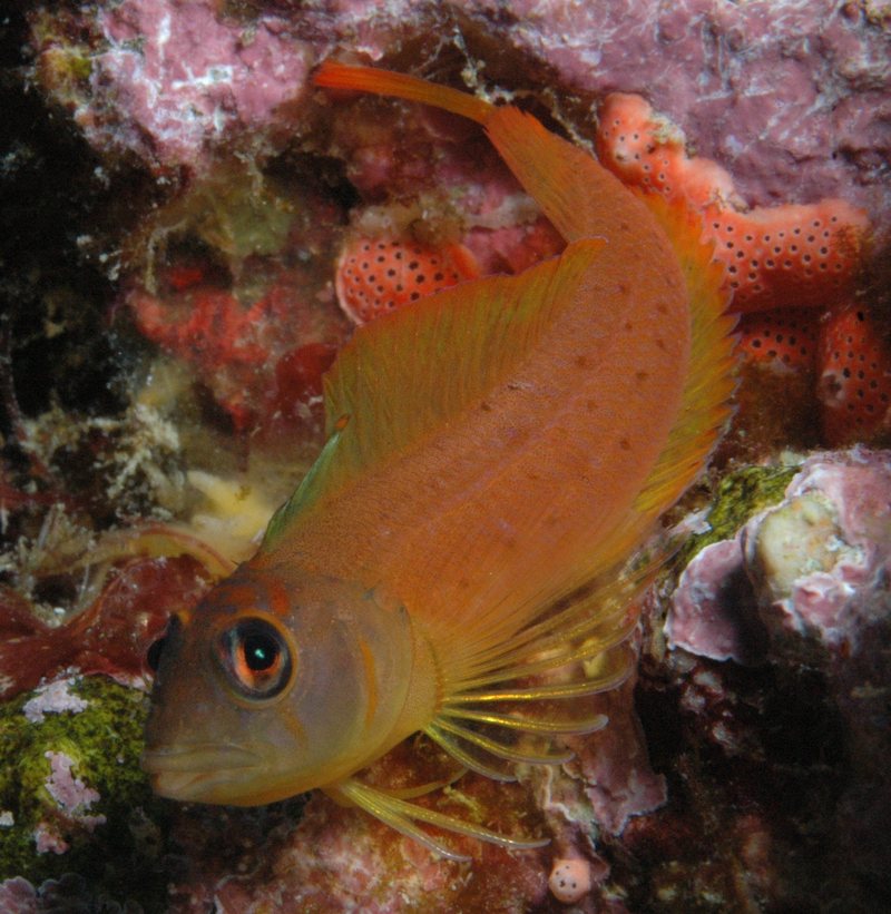 Yaldwyn's Triplefin (Notoclinops yaldwyni) - Wiki; DISPLAY FULL IMAGE.